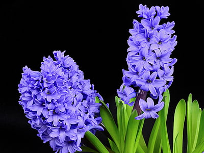 hyacinth-flower-blossom-bloom-thumb (1).jpg