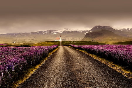 iceland-flowers-landscape-road-thumb.jpg