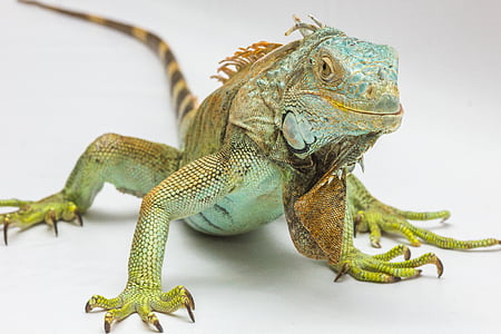 iguana-white-background-reptile-thumb.jpg