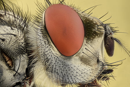 insect-extreme-macro-eyes-thumb.jpg