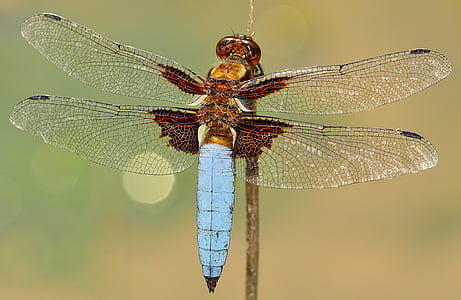 insects-dragonfly-depressa-macro-thumb.jpg