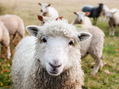 ireland-sheep-lambs-livestock-thumb.jpg