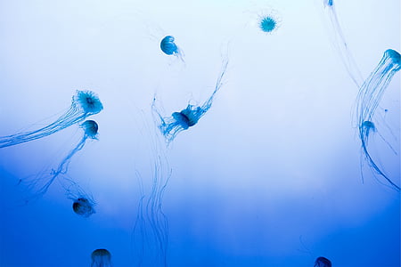 jellyfish-underwater-sea-ocean-thumb.jpg