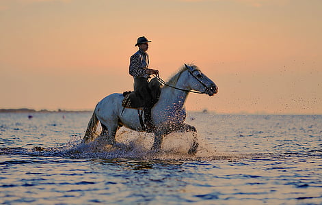 jumper-horse-horses-horseback-riding-thumb.jpg