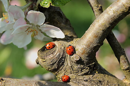 1657007774496090168.jpg ladybug-apple-blossom-branch-thumb.jpg