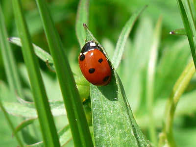ladybug-beetle-red-points-thumb.jpg