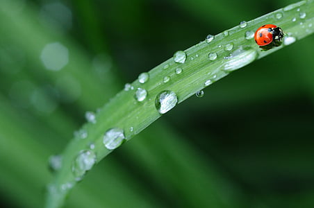 ladybug-drop-of-water-rain-leaf-thumb.jpg
