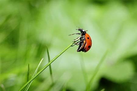 ladybug-insect-nature-meadow-thumb.jpg