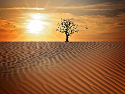 landscape-sand-drought-tree-thumb.jpg