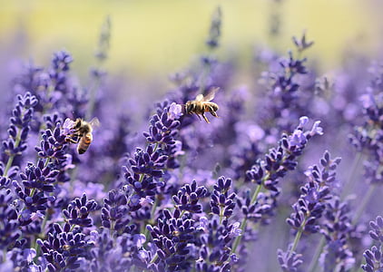 lavender-bee-summer-purple-thumb.jpg