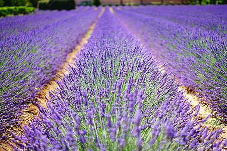 lavender-flowers-blue-flowers-purple-thumb.jpg