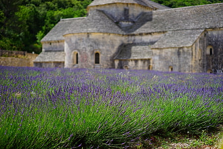 lavender-flowers-blue-lavender-field-thumb.jpg