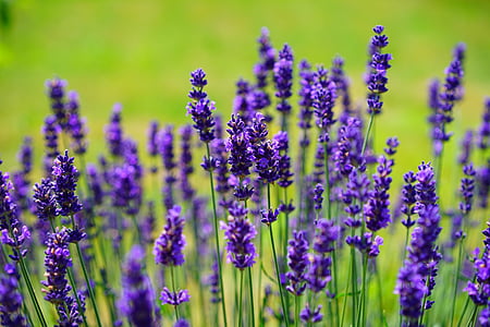 lavender-flowers-purple-wild-plant-thumb.jpg