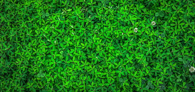 leaf-nature-green-spring-thumb.jpg