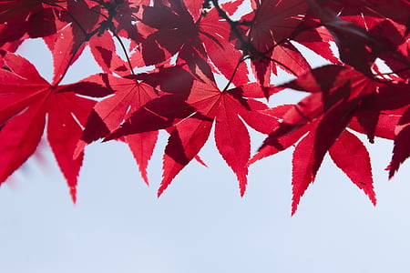 leaves-tree-summer-autumn-thumb.jpg