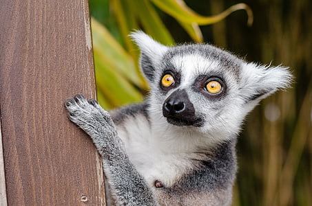 lemur-ring-tailed-lemur-primate-mammal-thumb.jpg