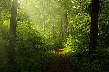 light-forest-rays-landscape-thumb.jpg