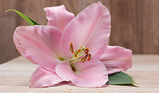 lily-flower-blossom-bloom-thumb (1).jpg