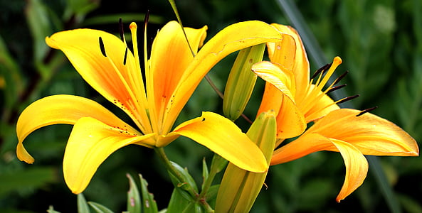 lily-flowers-early-flower-thumb.jpg