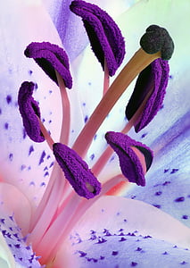 lily-stamens-pollen-flower-thumb.jpg