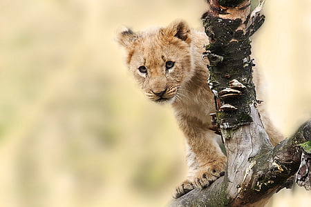 lion-animal-nature-predator-thumb.jpg