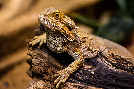 lizard-agame-reptile-amphibian-thumb.jpg