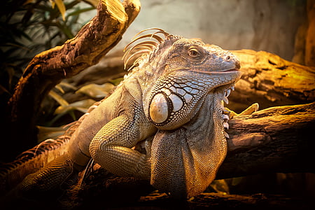 lizard-close-nature-reptile-thumb.jpg