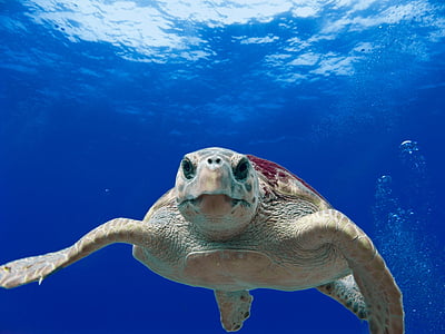 loggerhead-turtle-sea-ocean-water-thumb.jpg
