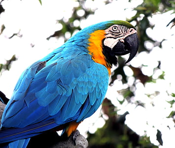 macaw-parrot-bird-pet-thumb.jpg