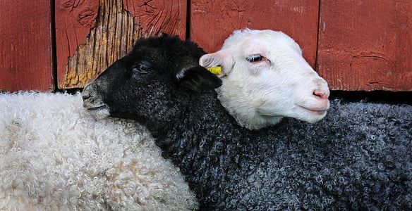 may-lamb-friends-domestic-animals-thumb.jpg