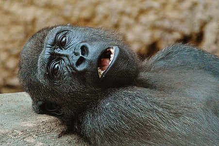 monkey-gorilla-zoo-animal-thumb.jpg