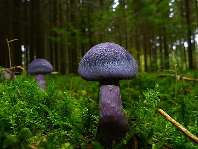 mushroom-autumn-violet-blue-thumb.jpg