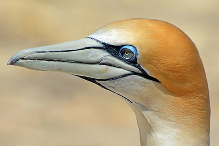 northern-gannet-bird-animal-nature-thumb.jpg