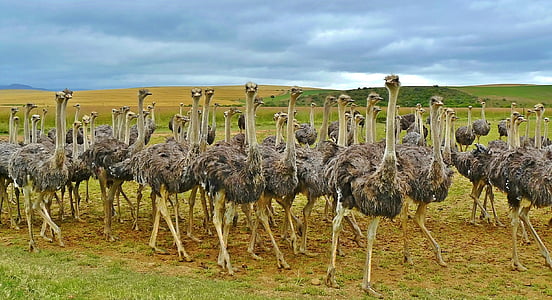 ostriches-birds-bouquet-ostrich-thumb.jpg