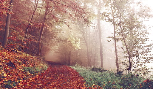 path-woods-autumn-footpath-thumb.jpg