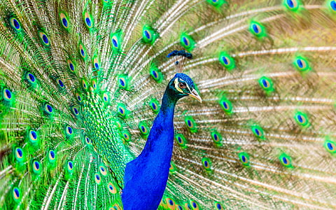 peacock-bird-plumage-exotic-thumb.jpg