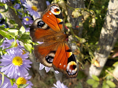 peacock-butterfly-butterfly-insect-close-thumb.jpg