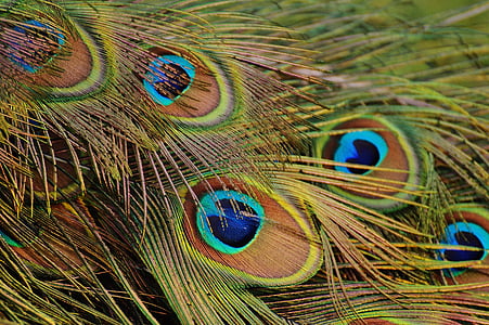 peacock-feathers-peacock-bird-poultry-thumb.jpg