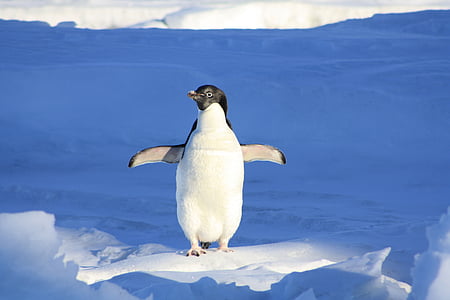 penguin-funny-blue-water-thumb.jpg