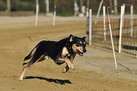 pet-dog-racecourse-greyhounds-thumb.jpg