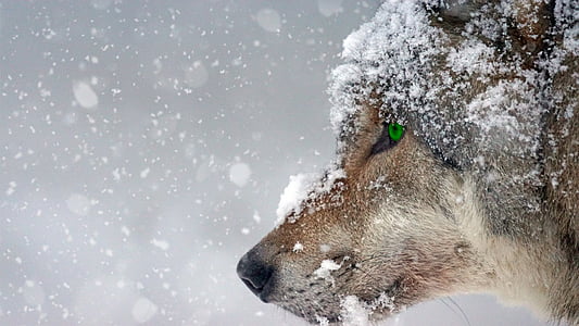 wolf-snow-cold-eye-thumb.jpg