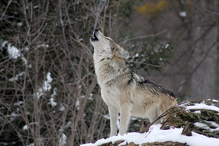 wolf-howling-animal-wild-thumb.jpg