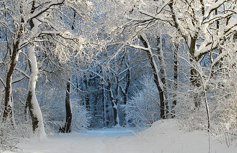 winter-wintry-snow-magic-winter-magic-thumb.jpg