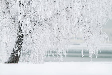 winter-tree-snow-landscape-thumb.jpg