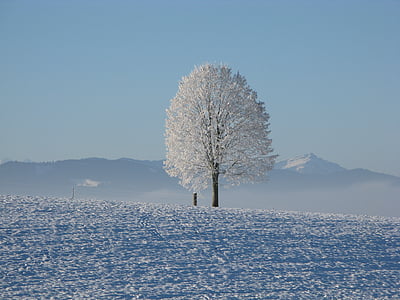winter-snow-white-cold-thumb.jpg