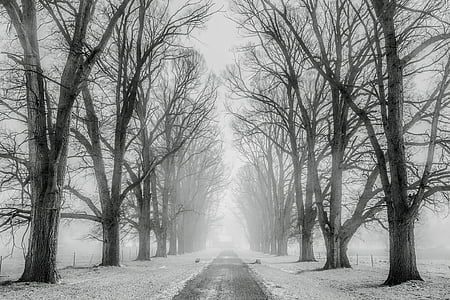 winter-snow-trees-road-thumb.jpg