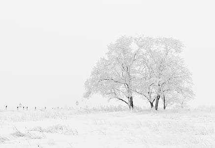 winter-nature-season-trees-thumb.jpg