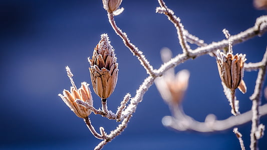 winter-nature-bud-branch-thumb.jpg