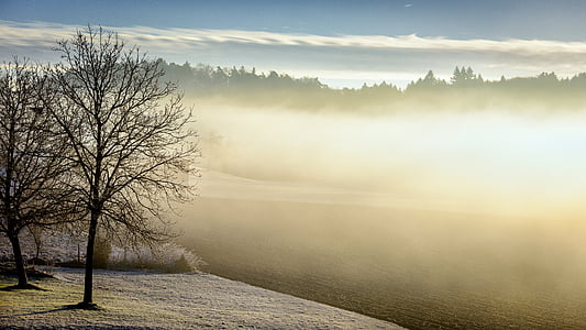 winter-morning-fog-tree-thumb.jpg
