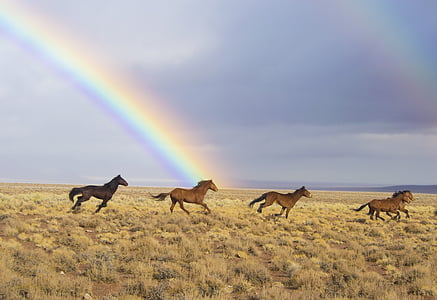wild-horses-rainbow-released-feral-thumb.jpg